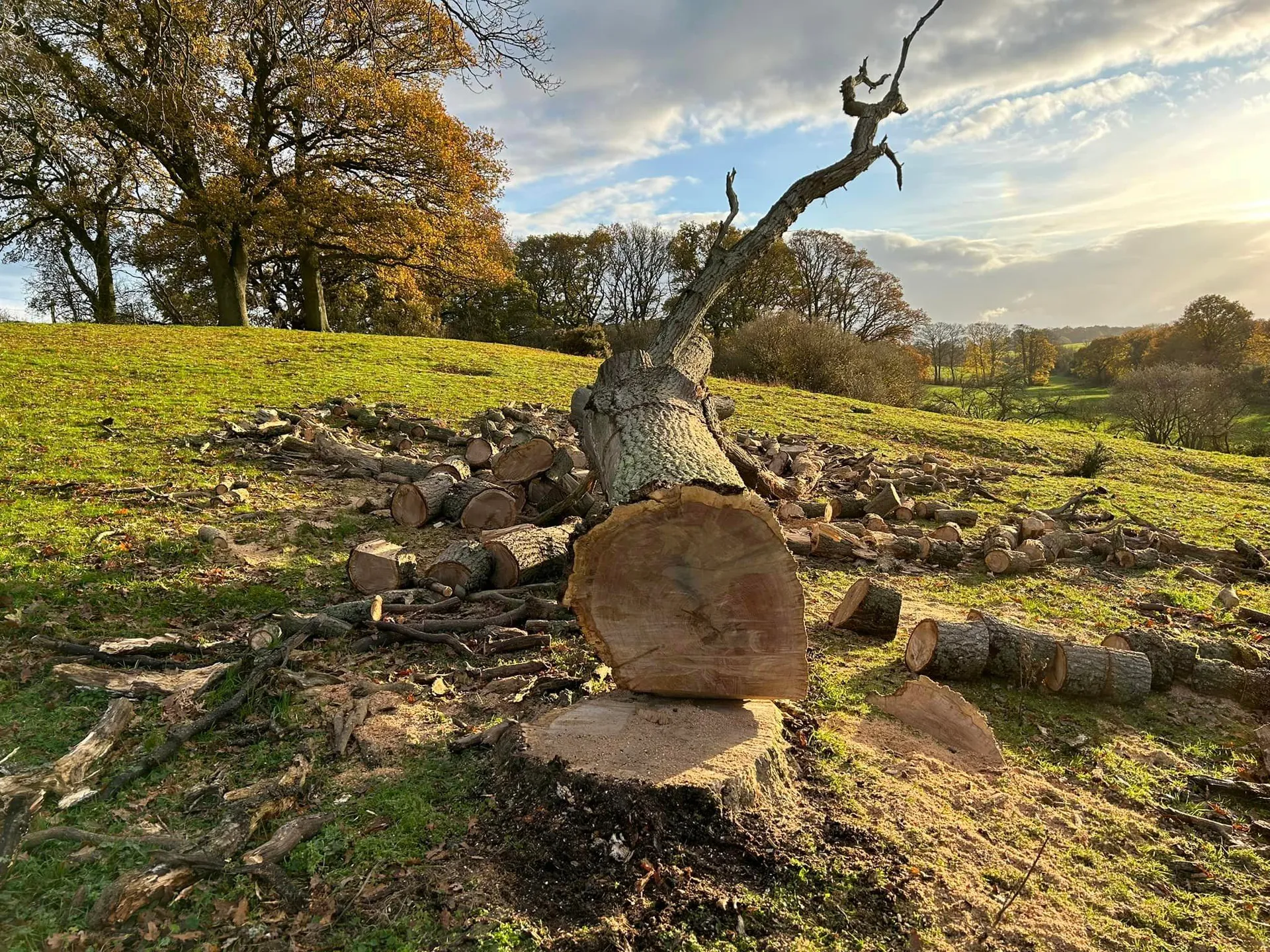 Felled and sectioned tree in North Norfolk