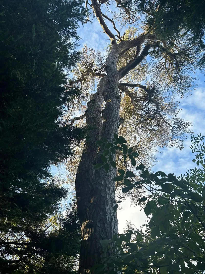 Pruned tree in North Norfolk